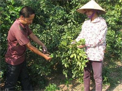 Thu Lợi Cao Từ Chanh Đào