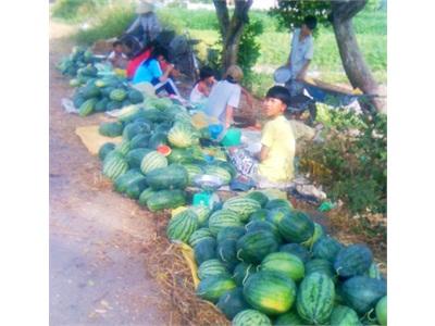 Dưa Hấu Được Mùa, Được Giá
