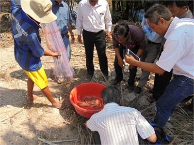 Đắng Ngắt Tôm Thẻ Chân Trắng