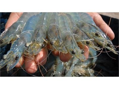 Giá Tôm Thẻ Chân Trắng Tăng Mạnh, Nhiều Đại Gia Trúng Đậm