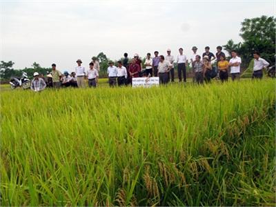 Mô Hình Sử Dụng Phân NPK-S Lâm Thao Khép Kín Cho Lúa Đạt Năng Suất Cao