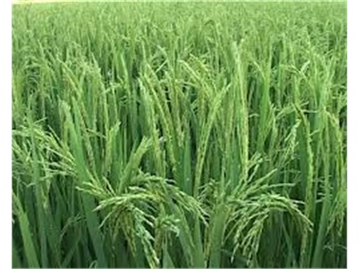 Hà Nội Nghiên Cứu Thành Công Giống Lúa Mới Năng Suất Cao