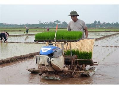 Phúc Thọ (Hà Nội) Thành Công Với Mô Hình Mạ Khay, Máy Cấy