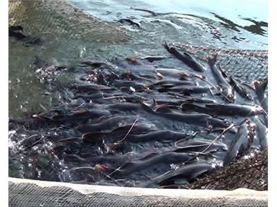 Hiệu Quả Bước Đầu Mô Hình Nuôi Cá Lăng Trong Lồng Trên Hồ Chứa