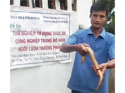 Hiệu Quả Từmô Hình Nuôi Lươn Hoàn Toàn Bằng Thức Ăn Công Nghiệp
