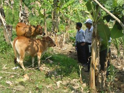 Hiệu Quả Dự Án Ngân Hàng Bò