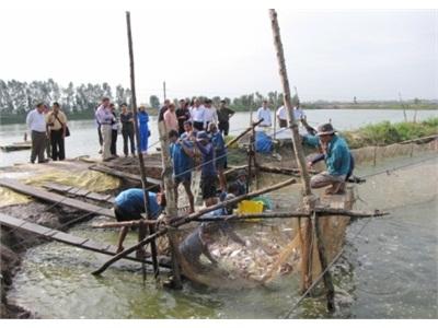 Nhiều Giải Pháp Thực Hiện Tái Cơ Cấu Ngành Hàng Cá Tra Của Tỉnh Đồng Tháp