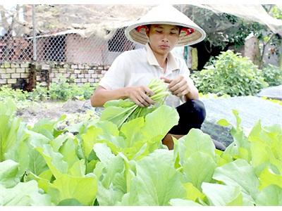 Rau Ăn Lá Tăng Giá Mạnh