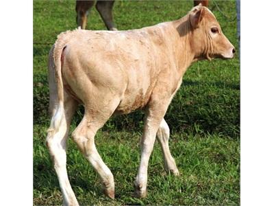 Lai Tạo Thành Công Giống Bò Thịt Chất Lượng Cao Charolais