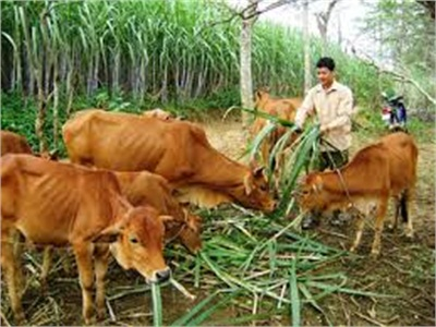 Khi Bò Cười, Heo Khóc