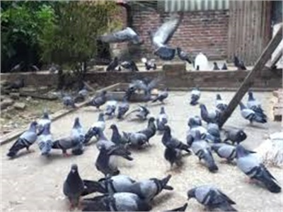 Nuôi Chim Bồ Câu Lai Hướng Làm Kinh Tếmới Của Nông Dân Phú Vĩnh