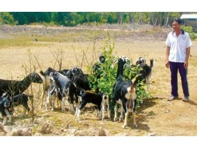 Xoá Nghèo Từnuôi Dê