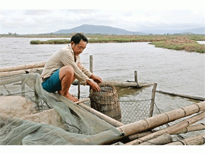 Sức Sống Mới Trên Đồng Tôm Thanh Thủy