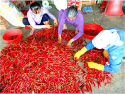 Nông Dân Thiệt Hại Tiền Tỷ Vì Ớt Rớt Giá