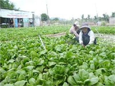 Hà Nội Có Trên 2.000 Ha Rau An Toàn