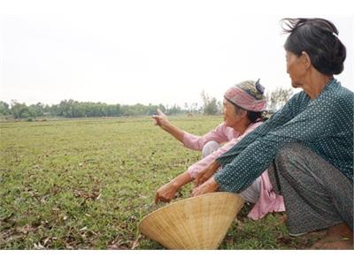 Bỏ Hoang Ruộng Bên Hồ