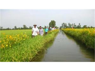 Vĩnh Long Nhân Rộng Mô Hình Ruộng Lúa Bờ Hoa Lên Gần 200ha