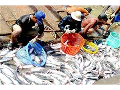 Sản Lượng Thủy Sản Huyện Đảo Phú Quốc Đạt Hơn 40% Kế Hoạch Năm