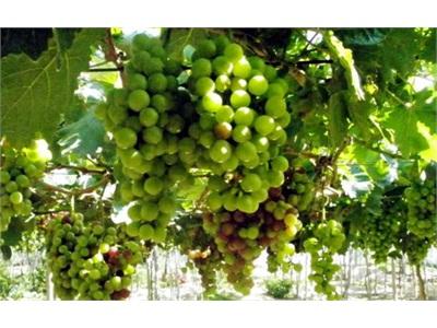 Làm Giàu Từ Sản Xuất Nho Sạch