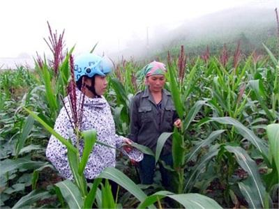 Sản Xuất Nông Nghiệp Ở Quản Bạ Và Xín Mần Bị Ảnh Hưởng Do Thời Tiết