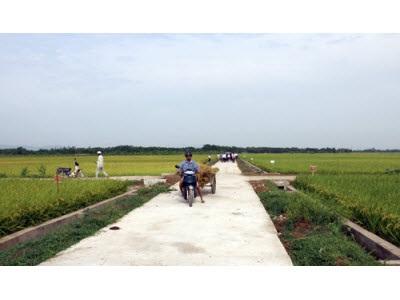 Lâm Thao Áp Dụng Kỹ Thuật, Trong Sản Xuất Vụ Mùa