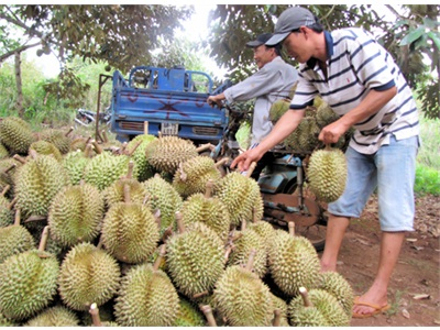 Khủng Hoảng Sau Thu Hoạch Khốn Khổ Vì Đầu Ra