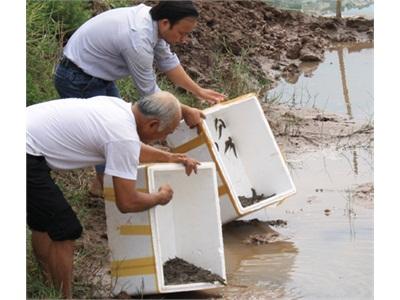 Ninh Bình Thả Nuôi Thử Nghiệm 22,5 Vạn Giống Cá Nác Hoa