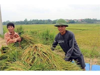 Thêm Những Mùa Vàng