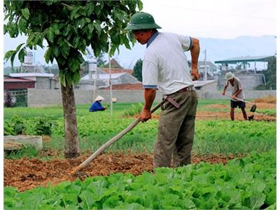 Thoát Nghèo Nhờ Cây Hành