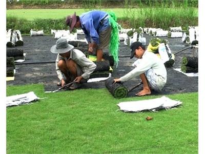 Người Trồng Cỏ Nhung Đang Lỗ Nặng