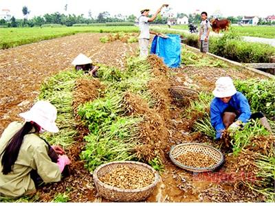 Xuất Khẩu Lạc Gặp Khó