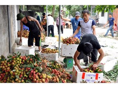 Cây Vải Phương Nam Phát Huy Hiệu Quả Kinh Tế