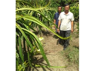 Cảnh Giác Trò Thu Mua Bông Thanh Long Của Thương Lái Trung Quốc