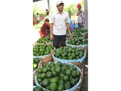 Tam Bình Phát Triển Thương Hiệu Cam Sành