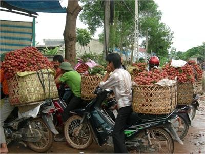 Tiếp Tục Tạo Điều Kiện Tiêu Thụ Vải Thiều