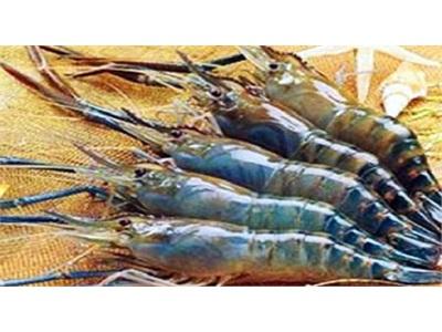 Cơ Hội Nào Cho Tôm Càng Xanh Ra Thế Giới?