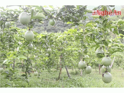 Năm 2014, Xã Tri Lễ Dự Kiến Trồng Trên 100 Hécta Cây Chanh Leo