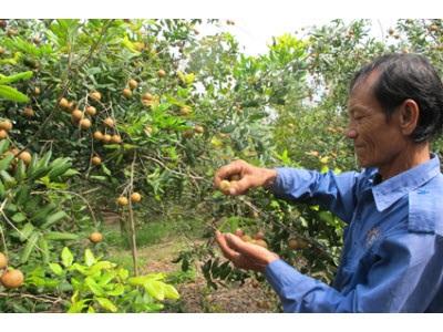 Trồng Nhãn Xuồng Cơm Vàng Phát Triển Chất Lượng Theo Tiêu Chuẩn GAP
