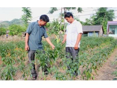 Xã Cường Lợi (Na Rì) Trồng Thử Nghiệm Cây Ớt