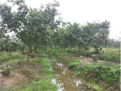 Hiệu Quả Từmô Hình Chuyển Đổi Sang Trồng Táo Và Ổi Ở Tân Chi
