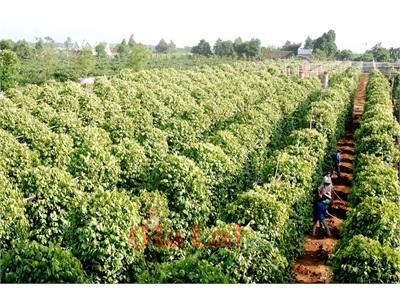 Trồng Tiêu Trên Đất Khó