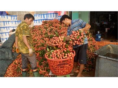 Nông Dân Lại Ê Ẩm Với Quả Vải