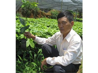 Có Vườn Ươm Giống Cà Phê Cao Sản Ở Bảo Lâm (Lâm Đồng)
