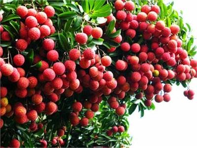 Vải Thiều Chính Vụ Từ 8 - 12 Nghìn Đồng/kg