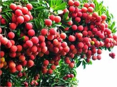 Mỗi Ngày Có Khoảng 1.700 Tấn Vải Tươi Vào Thị Trường Trung Quốc