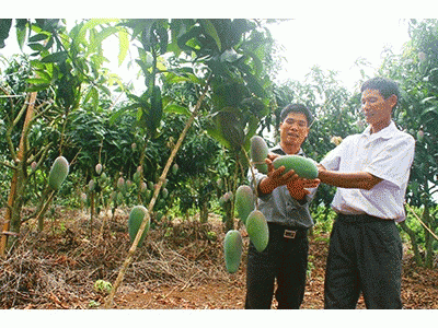 Sơn La Hướng Mở Từ Mô Hình Xoài Ghép Chất Lượng Cao