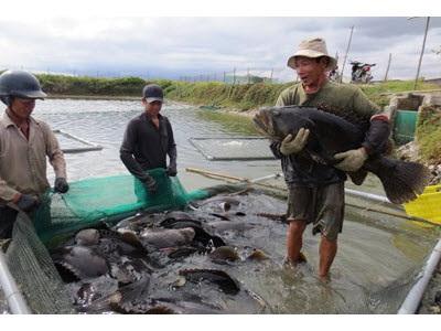 Xuất Khẩu Thủy Sản Đừng Bỏ Trứng Vào Một Giỏ