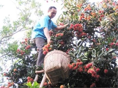 Trái Cây Xuất Khẩu Tăng, Khó Khăn Cũng Tăng!