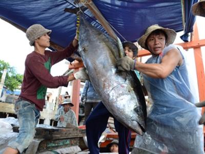 Liên kết khai thác và tiêu thụ cá ngừ đại dương