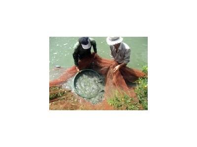 Những lưu ý khi nuôi cá rô đồng